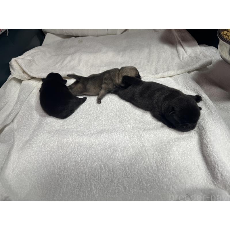 販売中の岐阜県のパグ-443173の2枚目