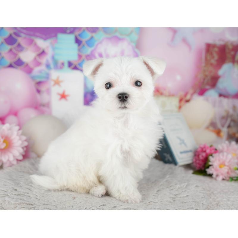 販売中の千葉県のマルチーズ-443754