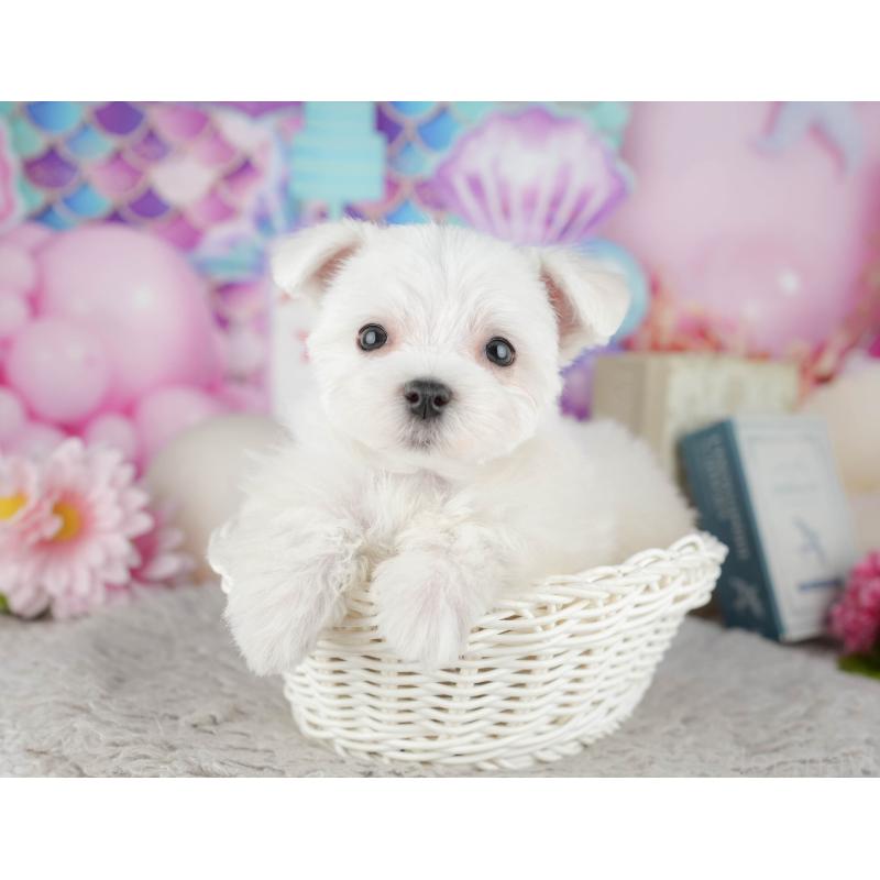 販売中の千葉県のマルチーズ-443754の11枚目