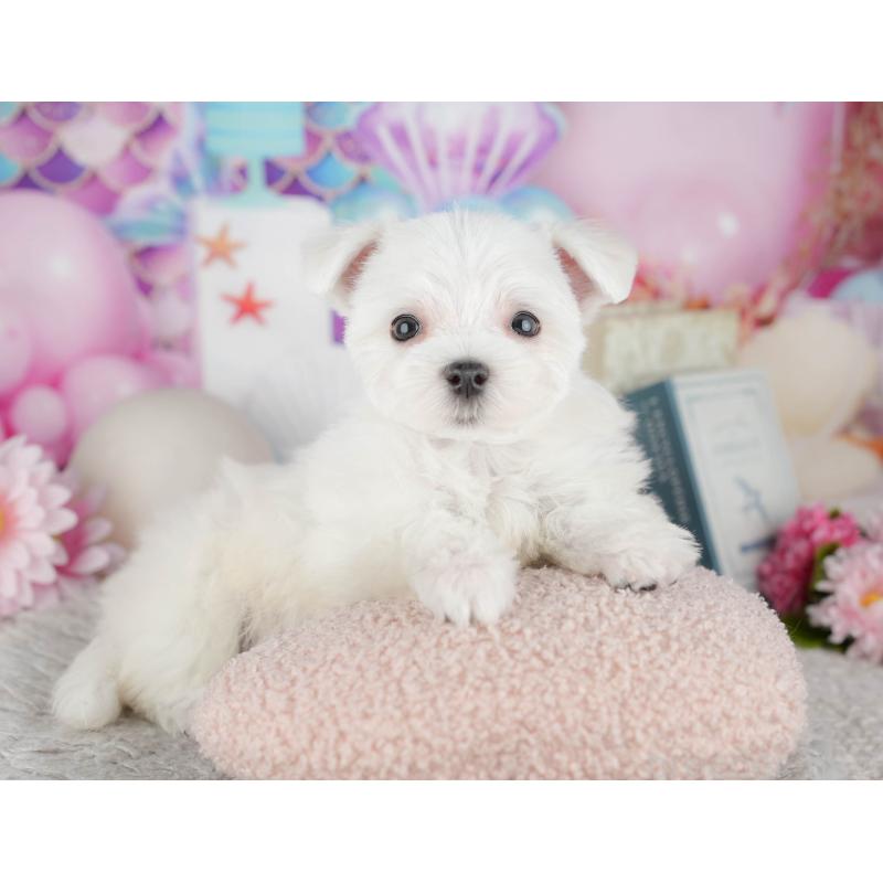 販売中の千葉県のマルチーズ-443754の10枚目