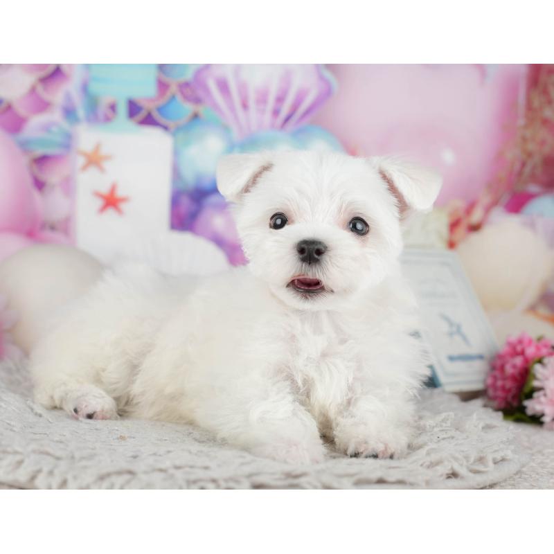 販売中の千葉県のマルチーズ-443754の9枚目