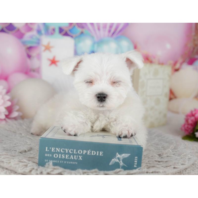 販売中の千葉県のマルチーズ-443754の8枚目