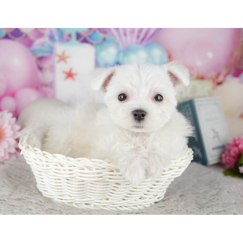 販売中の千葉県のマルチーズ-443754の7枚目