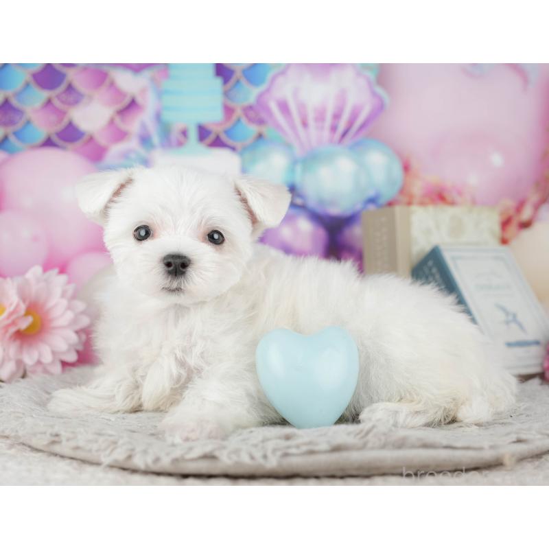 販売中の千葉県のマルチーズ-443754の6枚目