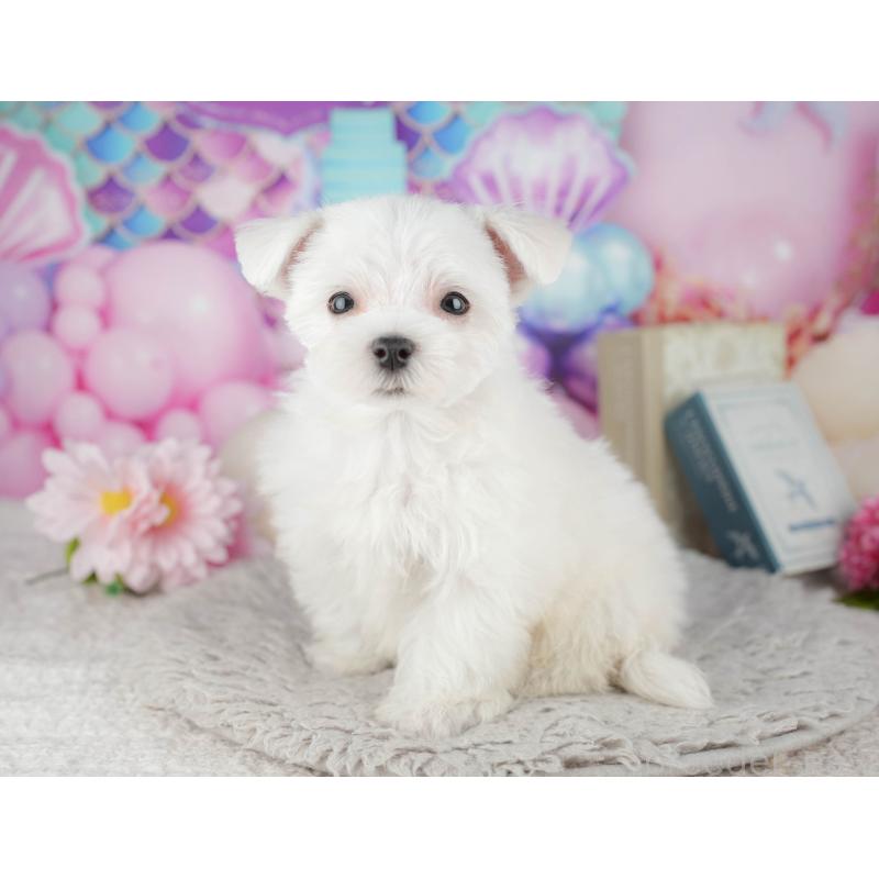 販売中の千葉県のマルチーズ-443754の5枚目