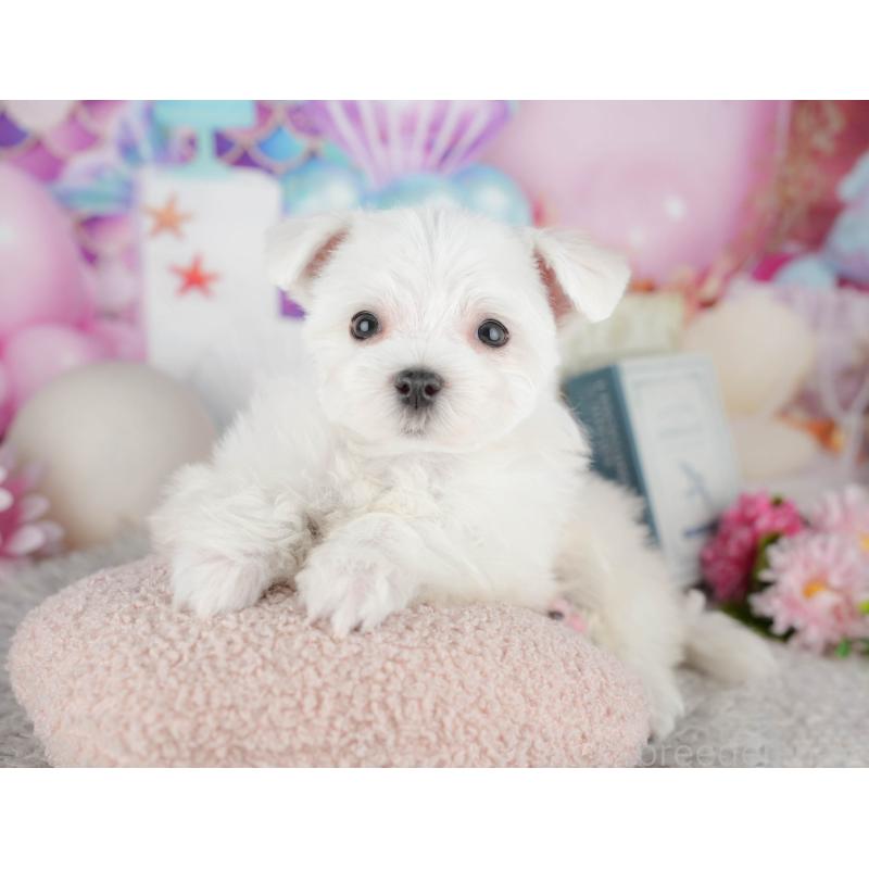 販売中の千葉県のマルチーズ-443754の4枚目