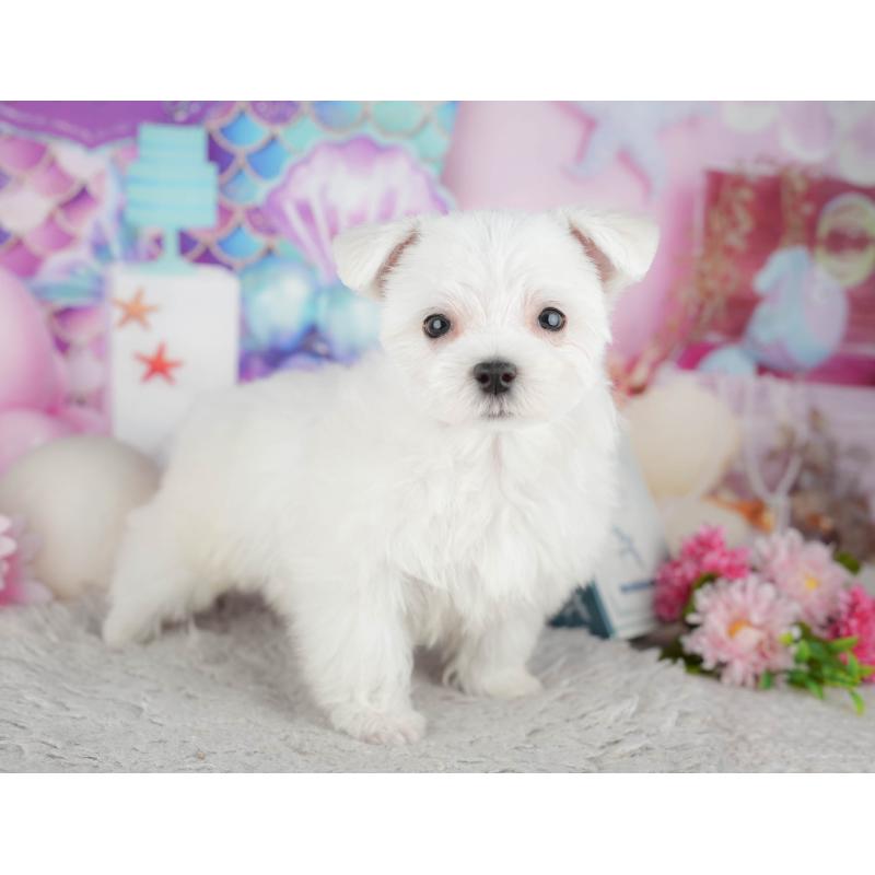 販売中の千葉県のマルチーズ-443754の3枚目