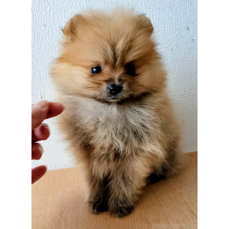 販売中の岐阜県のポメラニアン-443174の1枚目