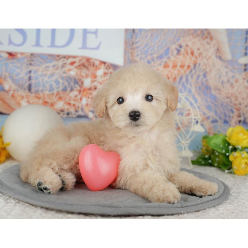 販売中の千葉県のトイプードル-443752の11枚目