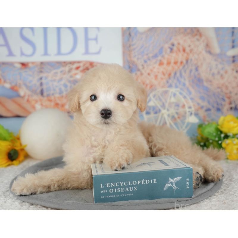 販売中の千葉県のトイプードル-443752の10枚目