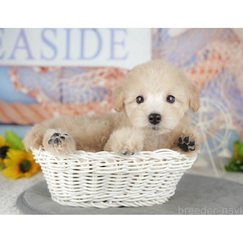 販売中の千葉県のトイプードル-443752の9枚目