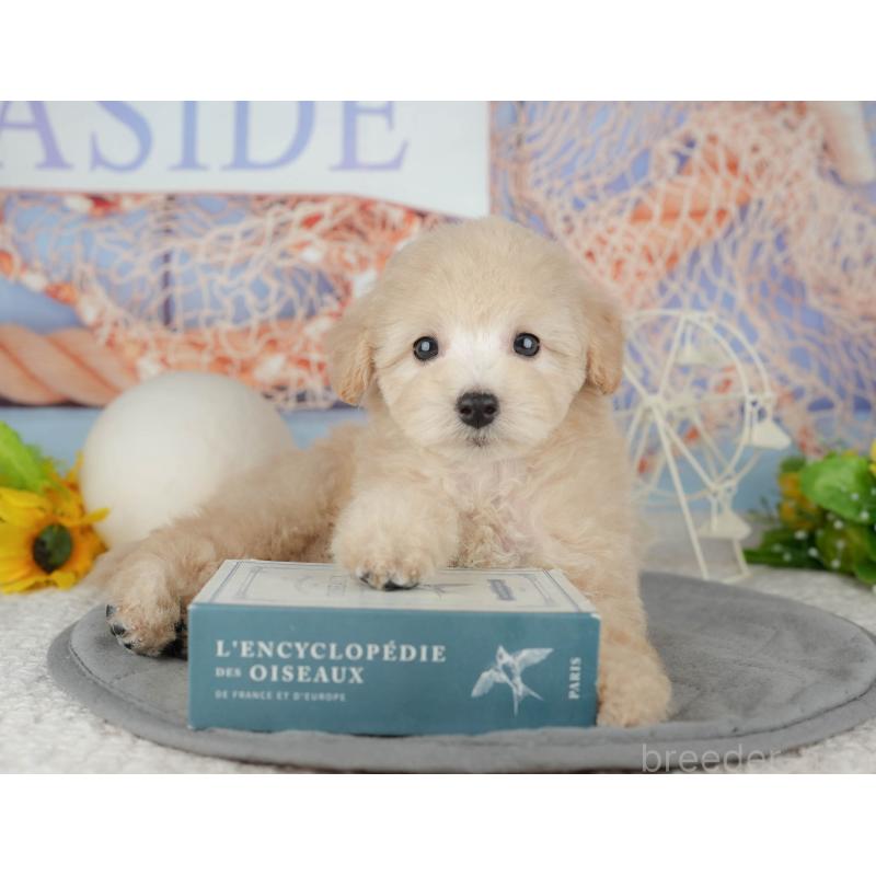 販売中の千葉県のトイプードル-443752の8枚目