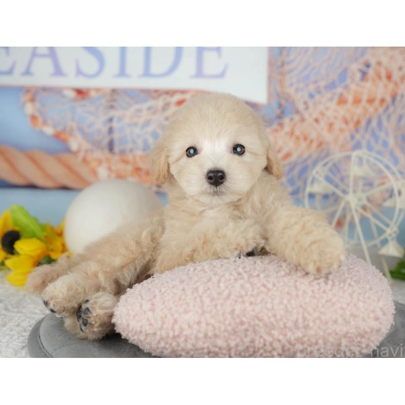 販売中の千葉県のトイプードル-443752の7枚目