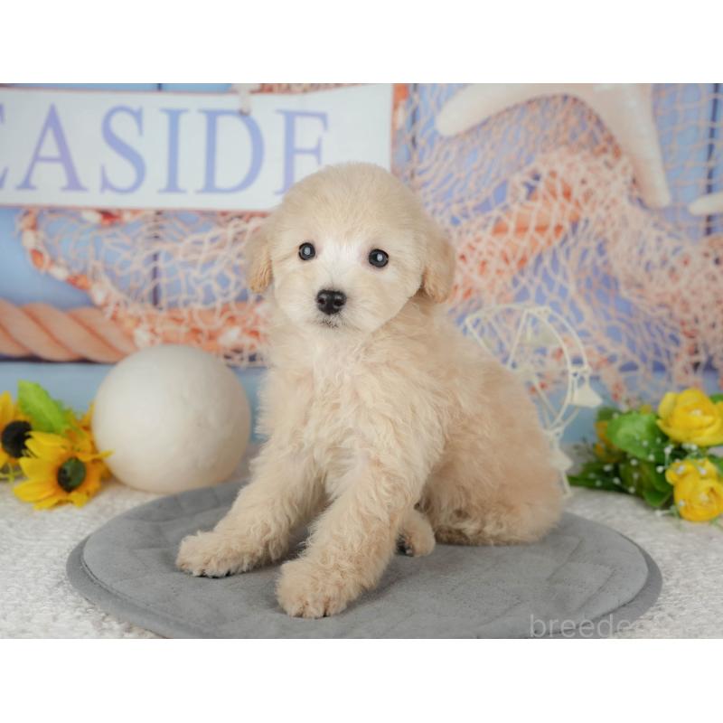 販売中の千葉県のトイプードル-443752の5枚目