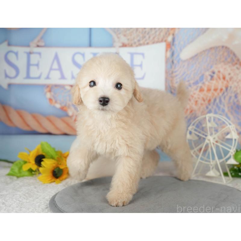 販売中の千葉県のトイプードル-443752の4枚目