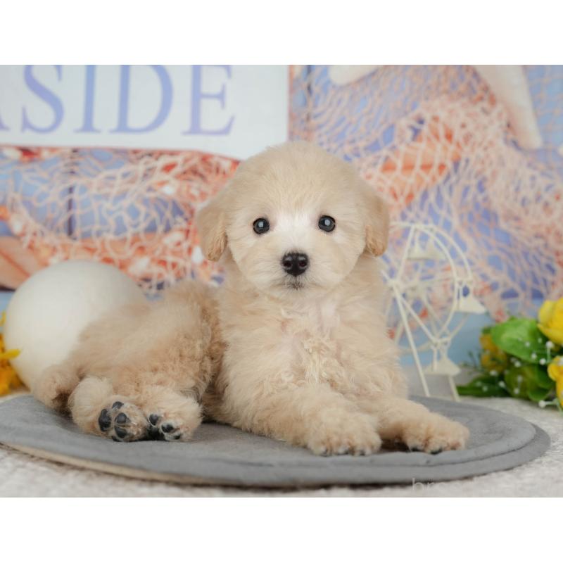 販売中の千葉県のトイプードル-443752の3枚目