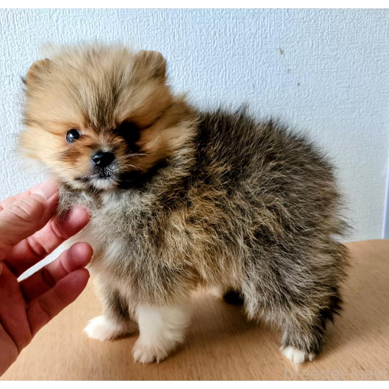 販売中の岐阜県のポメラニアン-443175の2枚目