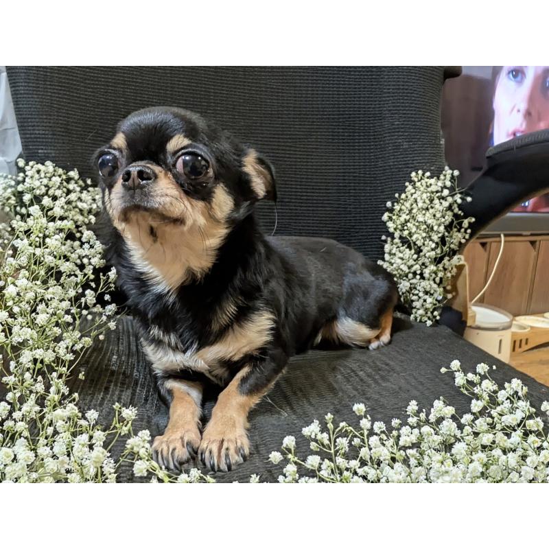 販売中の静岡県のチワワ(スムースコート)-443176の3枚目