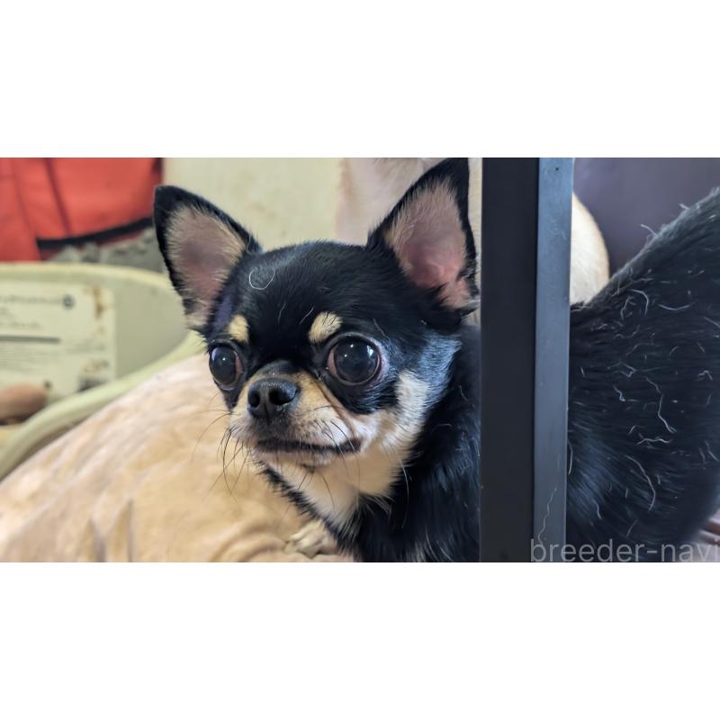 販売中の静岡県のチワワ(スムースコート)-443176の2枚目