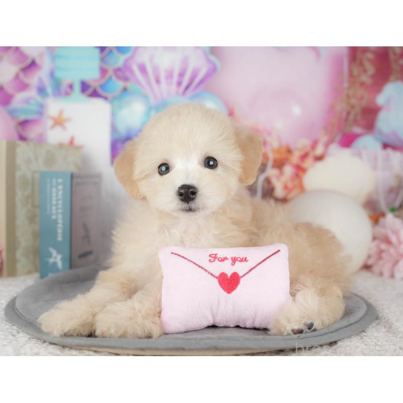 販売中の千葉県のトイプードル-443748の11枚目