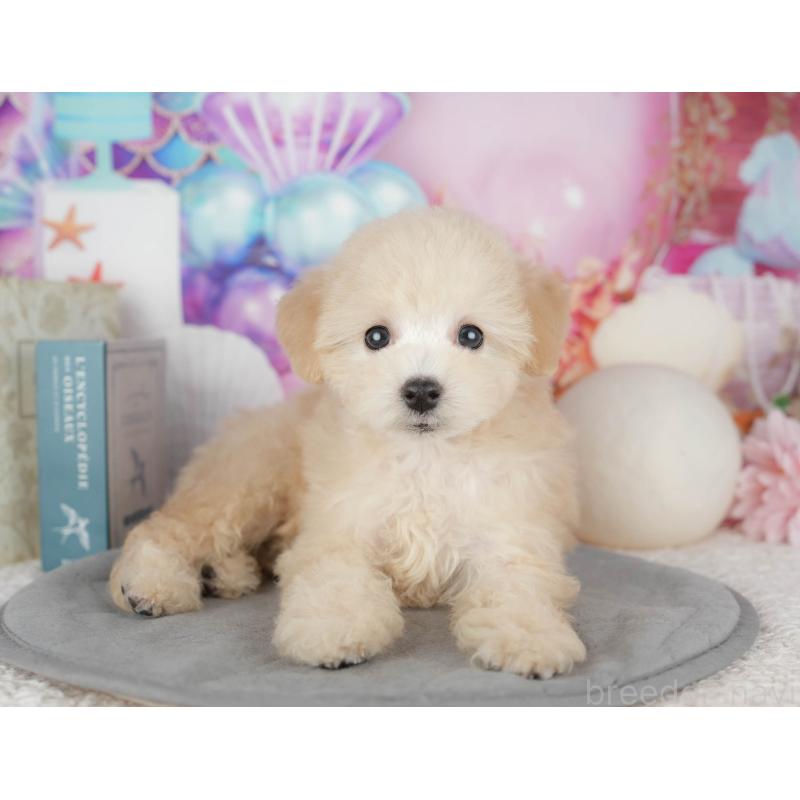 販売中の千葉県のトイプードル-443748の10枚目