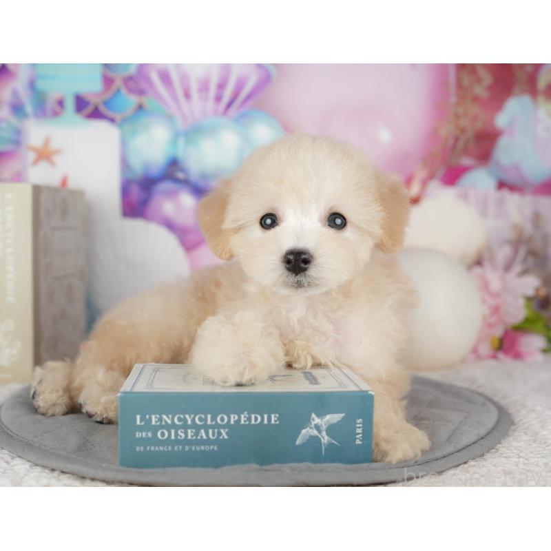 販売中の千葉県のトイプードル-443748の9枚目