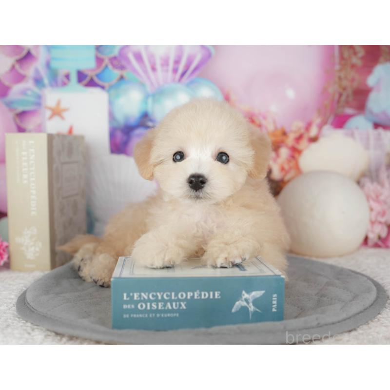 販売中の千葉県のトイプードル-443748の7枚目