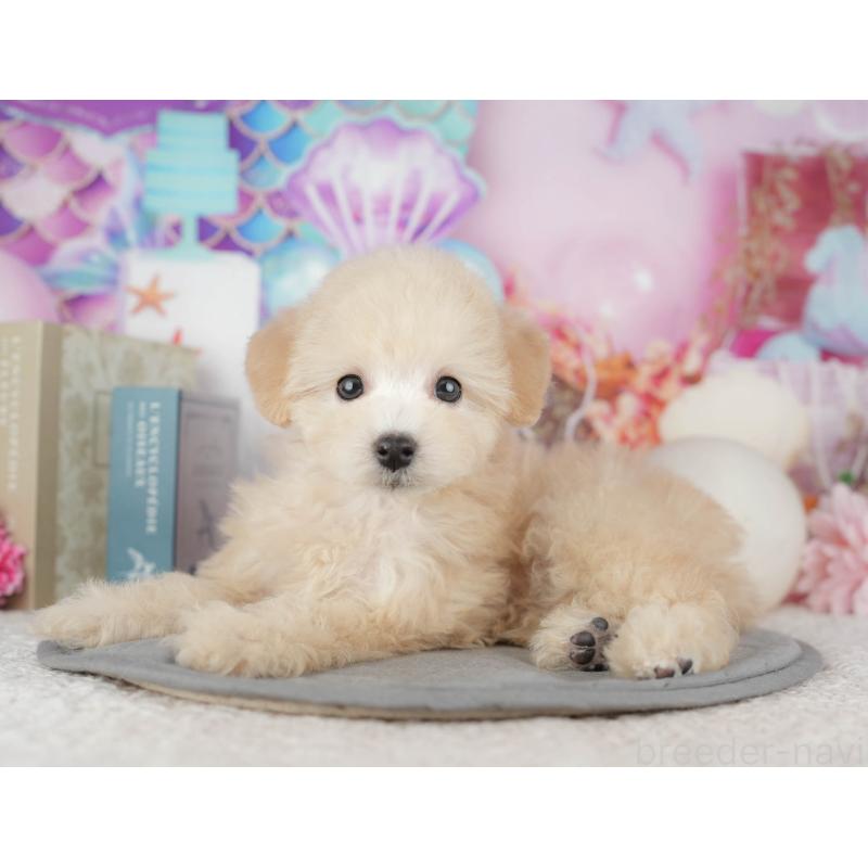 販売中の千葉県のトイプードル-443748の6枚目