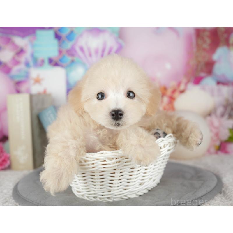 販売中の千葉県のトイプードル-443748の5枚目