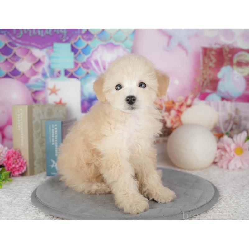 販売中の千葉県のトイプードル-443748の4枚目