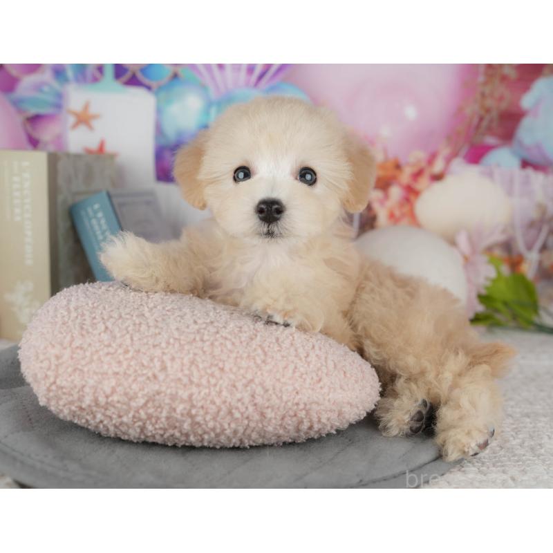 販売中の千葉県のトイプードル-443748の3枚目