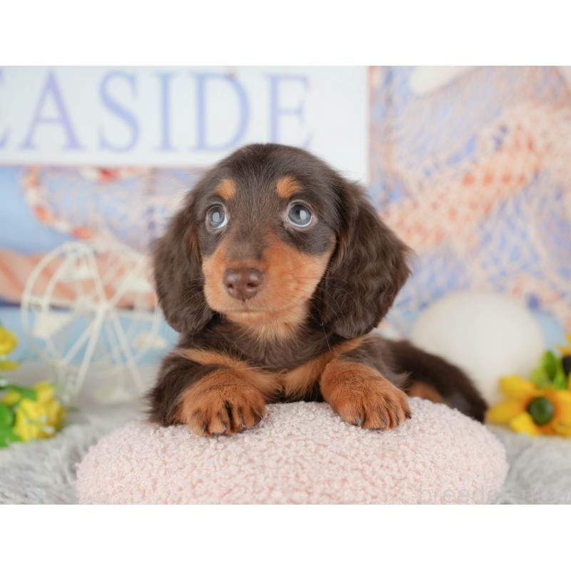 販売中の千葉県のミニチュアダックスフンド(ロングヘアード)-443580