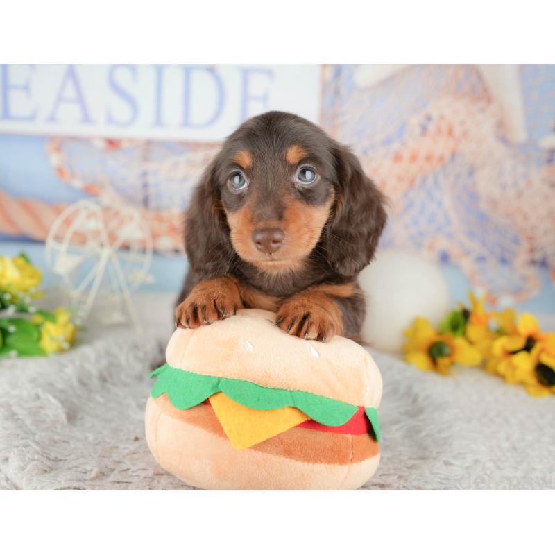 販売中の千葉県のミニチュアダックスフンド(ロングヘアード)-443580の10枚目