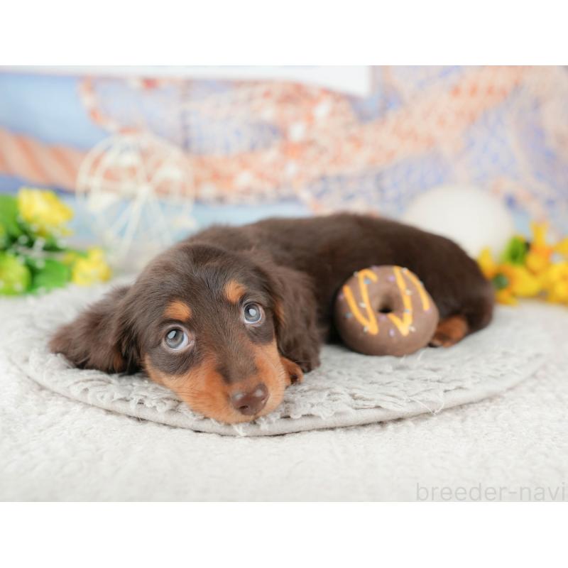 販売中の千葉県のミニチュアダックスフンド(ロングヘアード)-443580の9枚目