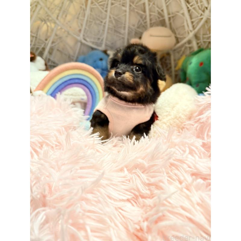 販売中の山形県のポメプー:ポメラニアン×トイプードル-440288の6枚目