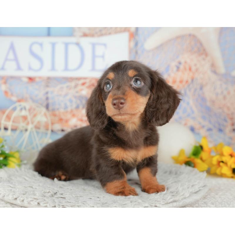 販売中の千葉県のミニチュアダックスフンド(ロングヘアード)-443580の8枚目