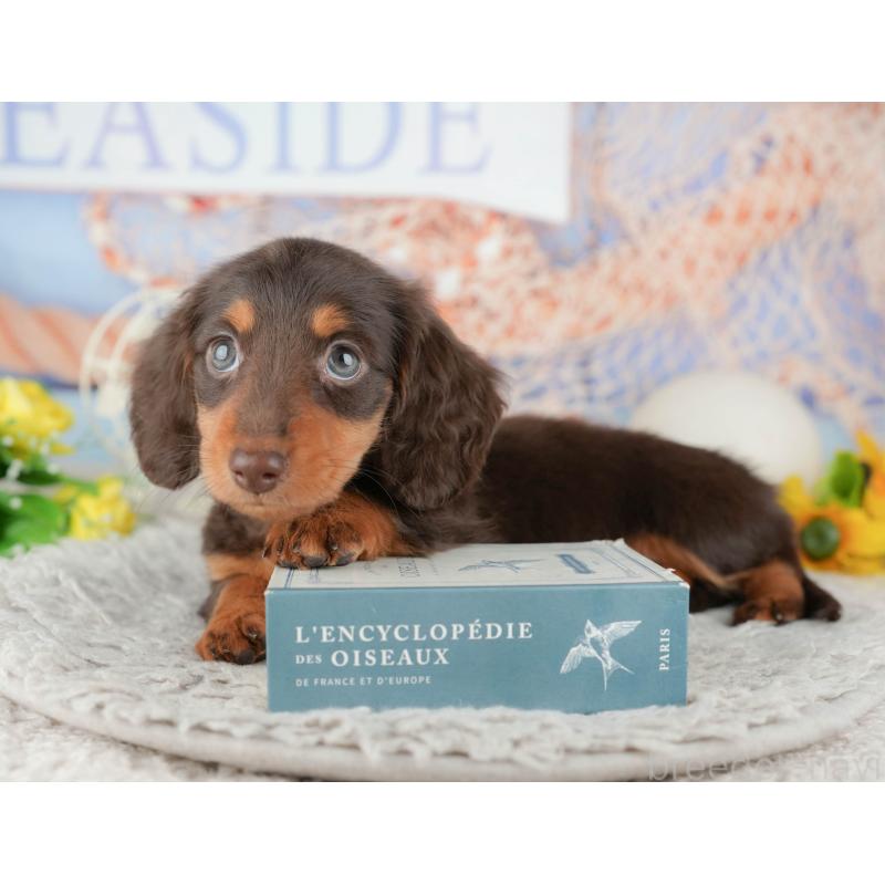 販売中の千葉県のミニチュアダックスフンド(ロングヘアード)-443580の7枚目