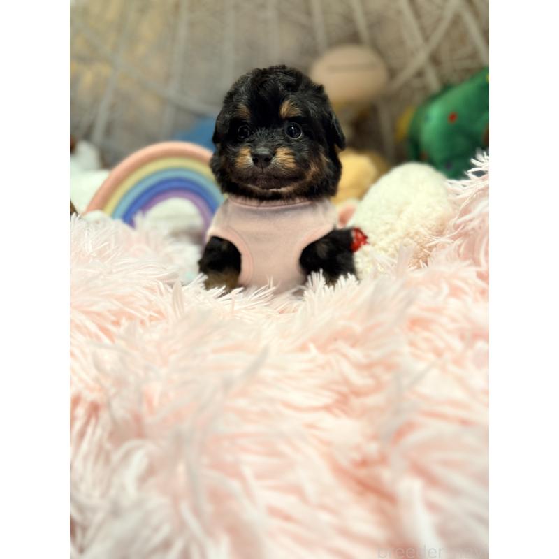 販売中の山形県のポメプー:ポメラニアン×トイプードル-440288の5枚目