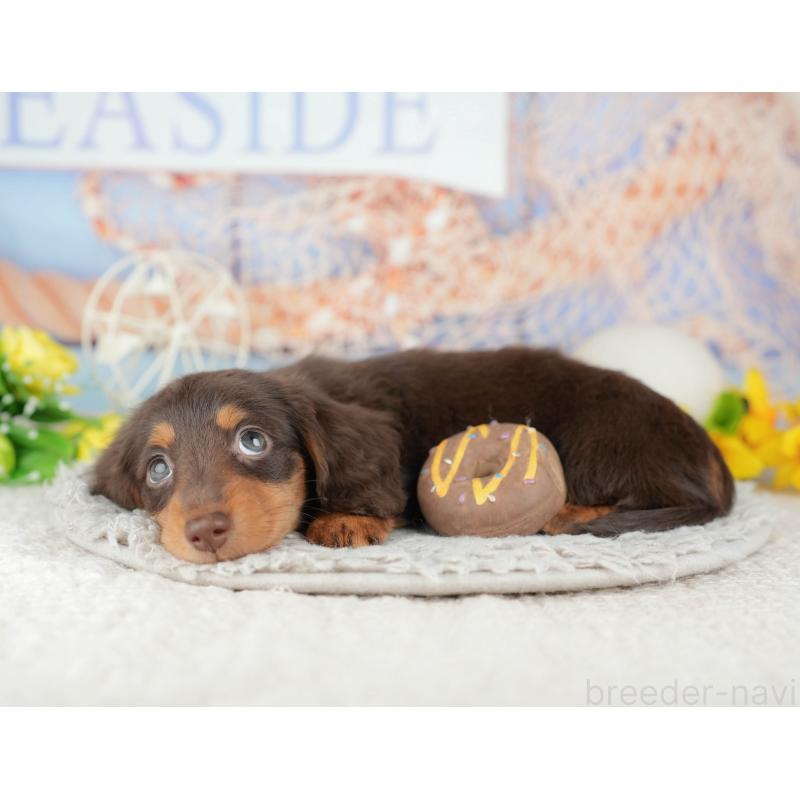 販売中の千葉県のミニチュアダックスフンド(ロングヘアード)-443580の5枚目