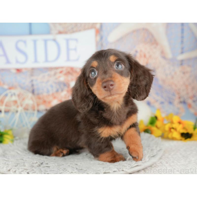 販売中の千葉県のミニチュアダックスフンド(ロングヘアード)-443580の3枚目