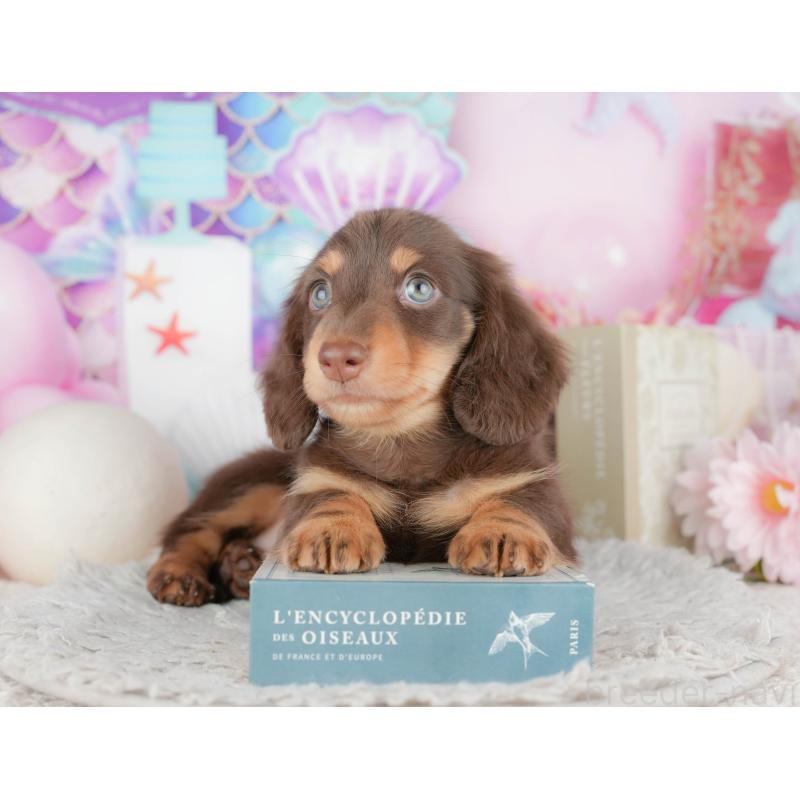 販売中の千葉県のミニチュアダックスフンド(ロングヘアード)-443582