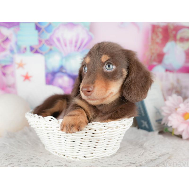 販売中の千葉県のミニチュアダックスフンド(ロングヘアード)-443582の10枚目