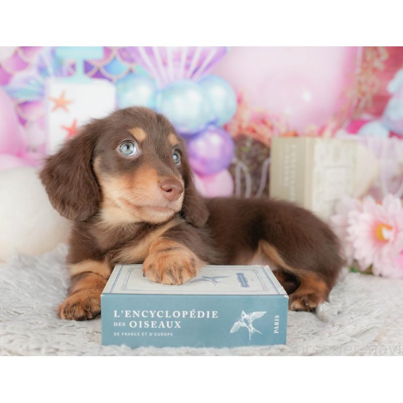 販売中の千葉県のミニチュアダックスフンド(ロングヘアード)-443582の9枚目