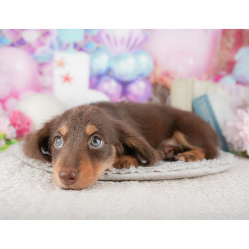 販売中の千葉県のミニチュアダックスフンド(ロングヘアード)-443582の8枚目