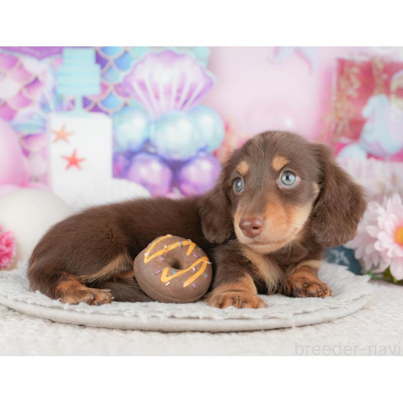 販売中の千葉県のミニチュアダックスフンド(ロングヘアード)-443582の6枚目