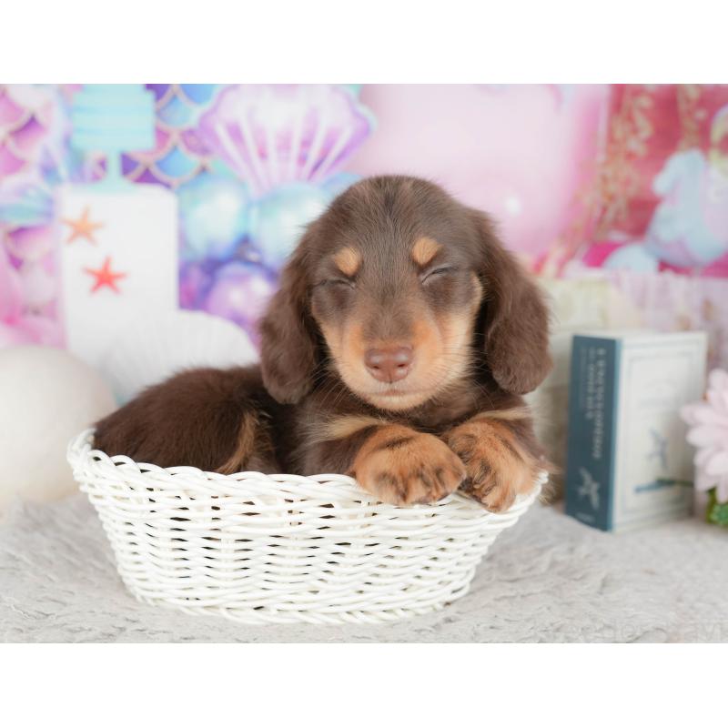 販売中の千葉県のミニチュアダックスフンド(ロングヘアード)-443582の5枚目