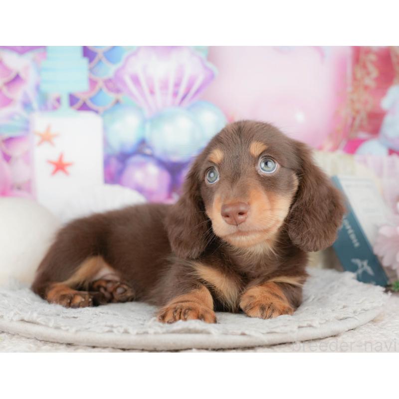 販売中の千葉県のミニチュアダックスフンド(ロングヘアード)-443582の4枚目