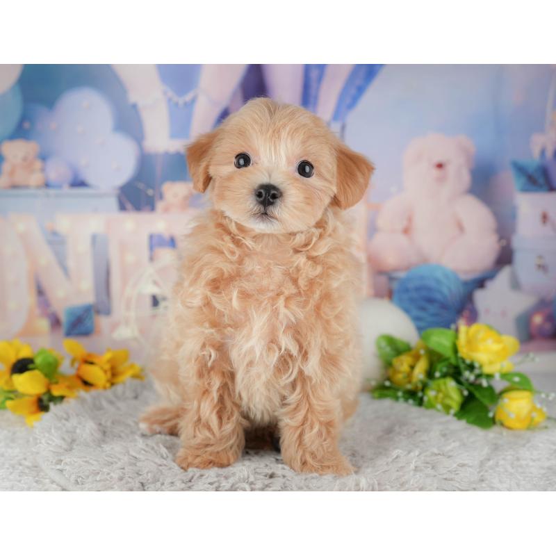 販売中の千葉県のミックス犬-443628