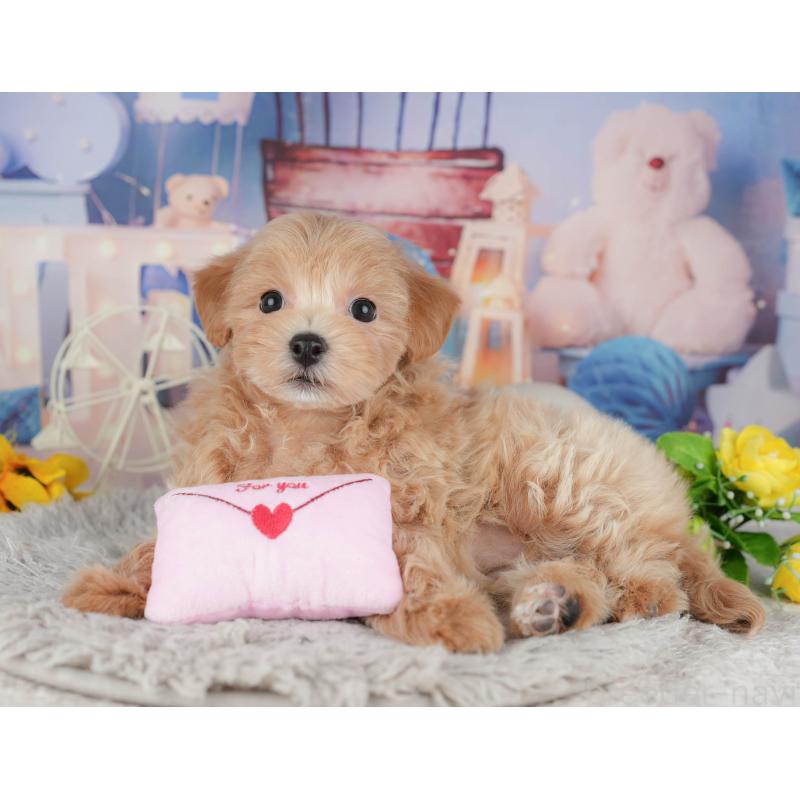 販売中の千葉県のミックス犬-443628の7枚目