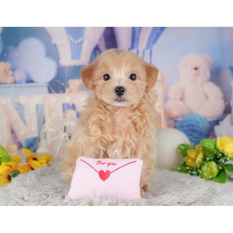 販売中の千葉県のミックス犬-443628の5枚目